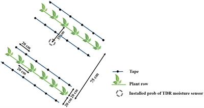 Development and validation of a sunflower crop growth module for the Daisy model